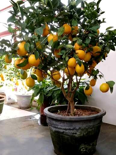 什么是适合室内栽培的绿色植物，什么是适合室内栽培的大绿色植物