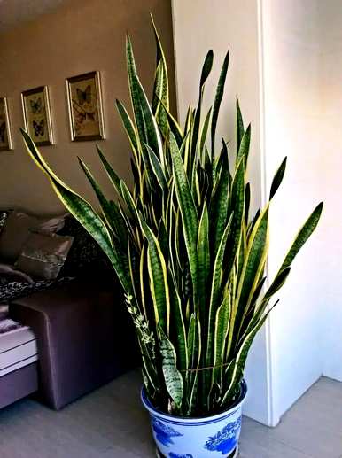 什么是适合室内栽培的绿色植物，什么是适合室内栽培的大绿色植物