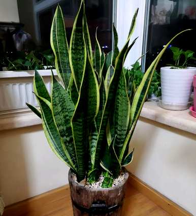 什么是适合室内栽培的绿色植物，什么是适合室内栽培的大绿色植物
