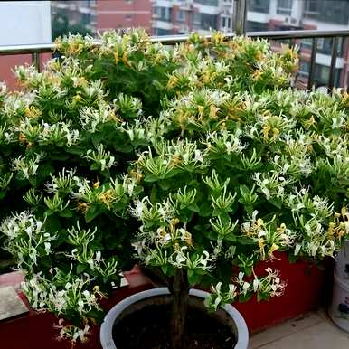 什么是适合室内栽培的绿色植物，什么是适合室内栽培的大绿色植物