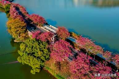 紫荆花的花语是什么？紫荆花是什么？