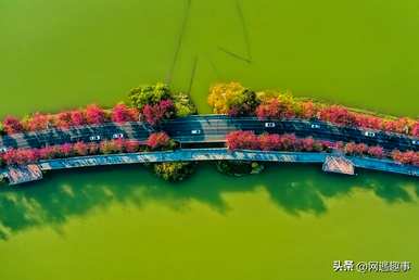 紫荆花的花语是什么？紫荆花是什么？