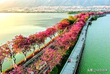 紫荆花的花语是什么？紫荆花是什么？