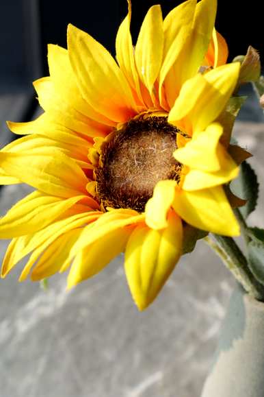 向日葵的花语是什么视频，向日葵的花语是什么？