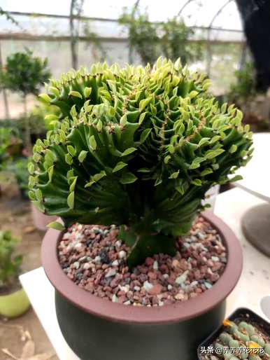 如何种植麒麟，无根彩麒麟的种植方法