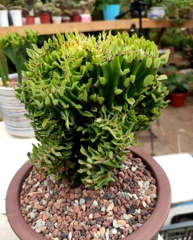 如何种植麒麟，无根彩麒麟的种植方法
