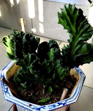 如何种植麒麟，无根彩麒麟的种植方法