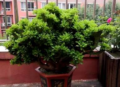 如何种植麒麟，无根彩麒麟的种植方法