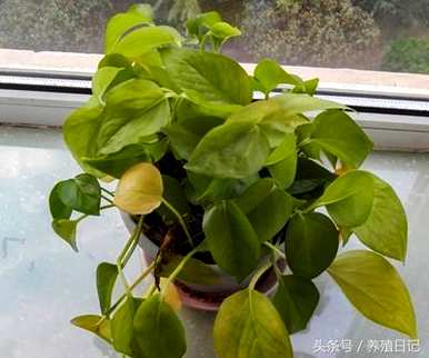 绿萝卜怎么浇水，绿萝卜啤酒怎么浇水？
