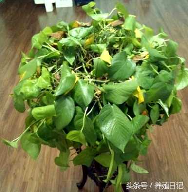 绿萝卜怎么浇水，绿萝卜啤酒怎么浇水？