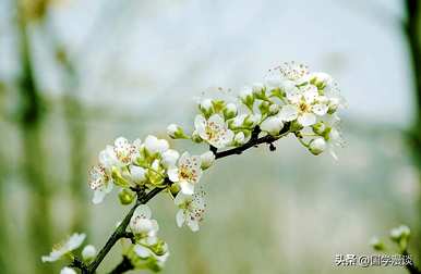 春天有哪些花，春天最常见的花是什么？