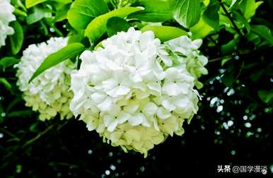 春天有哪些花，春天最常见的花是什么？
