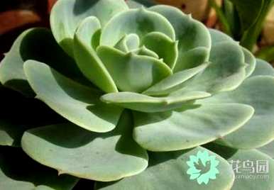 厚脸皮植物如何养成老桩，厚脸皮植物如何养成