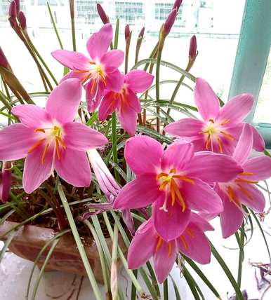 韭菜兰花怎么养，韭菜兰花不发芽
