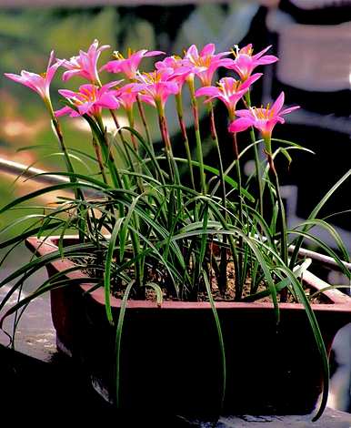 韭菜兰花怎么养，韭菜兰花不发芽