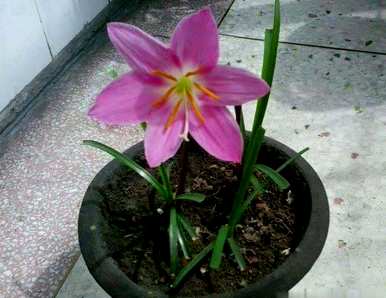 韭菜兰花怎么养，韭菜兰花不发芽
