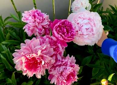 北方庭院种什么花，好的庭院花有什么？