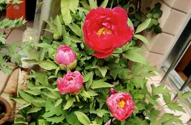 北方庭院种什么花，好的庭院花有什么？