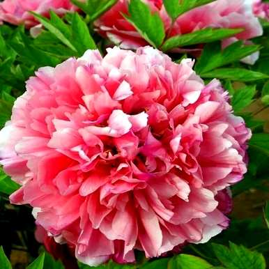 北方庭院种什么花，好的庭院花有什么？