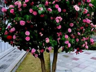 北方庭院种什么花，好的庭院花有什么？