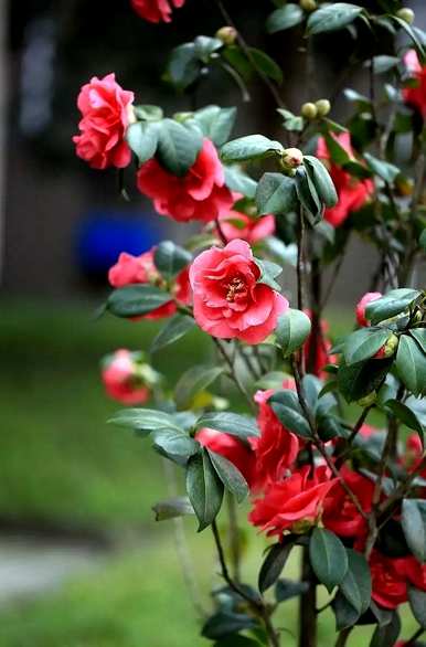 北方庭院种什么花，好的庭院花有什么？