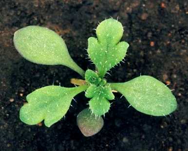 如何种植虞美人花，虞美人花适合在墓地种植吗？
