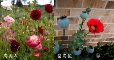 如何种植虞美人花，虞美人花适合在墓地种植吗？