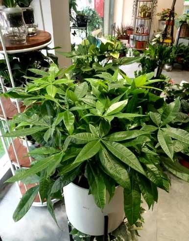 室内养什么植物最好，室内养什么植物最好有效？