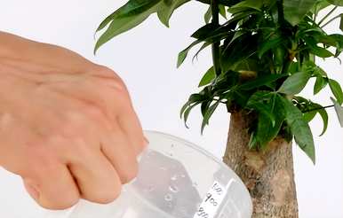 室内养什么植物最好，室内养什么植物最好有效？