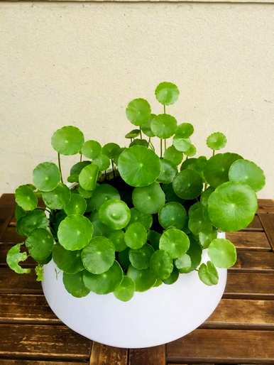 室内养什么植物最好，室内养什么植物最好有效？