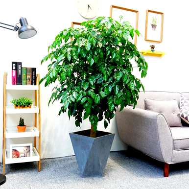 室内养什么植物最好，室内养什么植物最好有效？