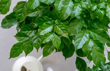 室内养什么植物最好，室内养什么植物最好有效？