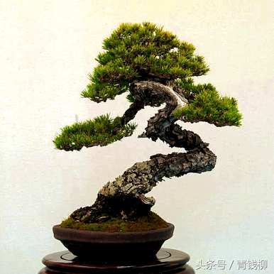 如何维护华山松盆景？华山松盆景的做法