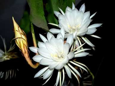 昙花怎么养才能开花，昙花怎么养才能开花？