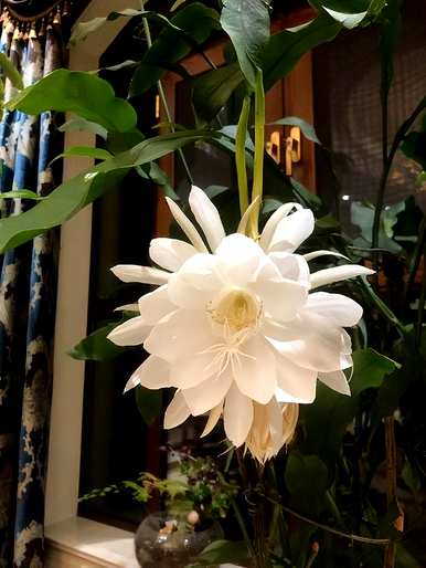 昙花怎么养才能开花，昙花怎么养才能开花？