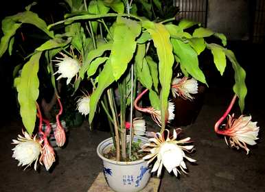 昙花怎么养才能开花，昙花怎么养才能开花？