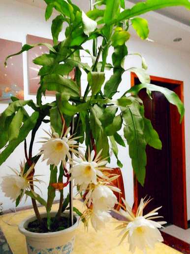 昙花怎么养才能开花，昙花怎么养才能开花？