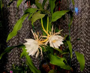 昙花怎么养才能开花，昙花怎么养才能开花？
