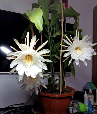 昙花怎么养才能开花，昙花怎么养才能开花？