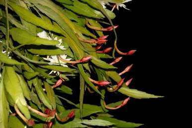 昙花怎么养才能开花，昙花怎么养才能开花？