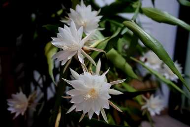 昙花怎么养才能开花，昙花怎么养才能开花？