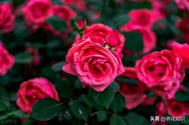 如何养月季花，春天养月季花