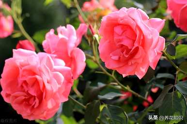 如何养月季花，春天养月季花