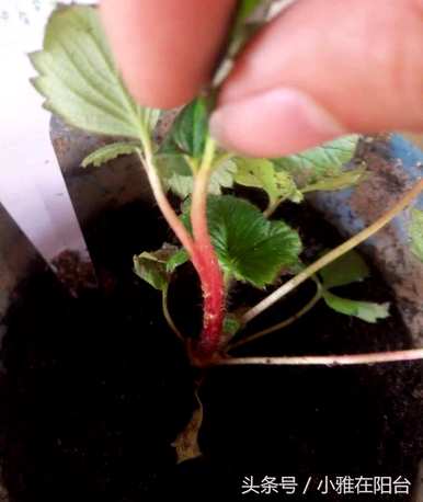 草莓种植方法，草莓种植方法