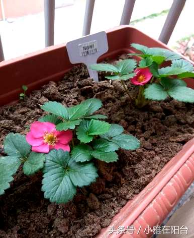 草莓种植方法，草莓种植方法