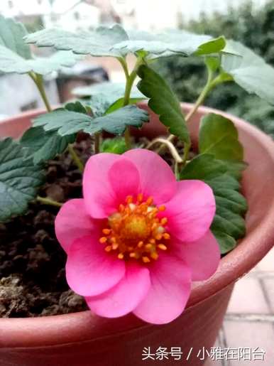 草莓种植方法，草莓种植方法