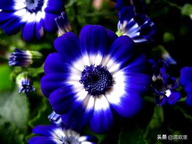 瓜叶菊的寓意是什么，瓜叶菊的象征和寓意是什么？