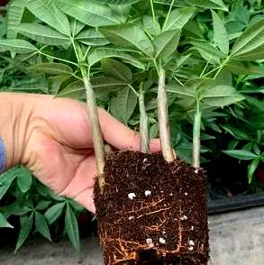 如何在野外种植发财树？