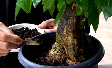 如何在野外种植发财树？