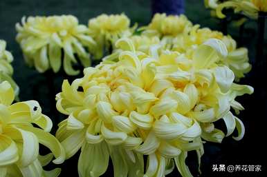 十二月开什么花？十二月开什么花？